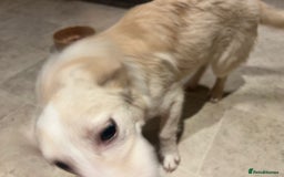 Mixed Breed dogs for adoption: Charlotte  - Image 7