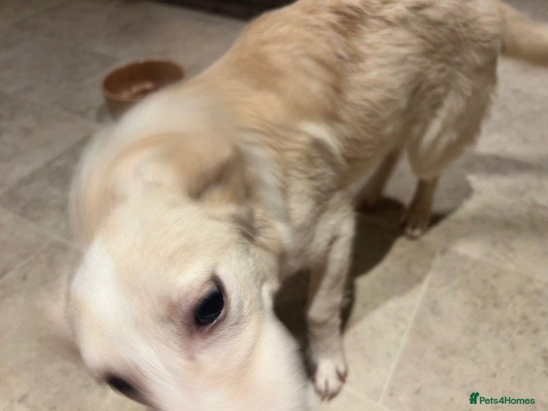 Mixed Breed dogs for adoption: Charlotte  - Image 7
