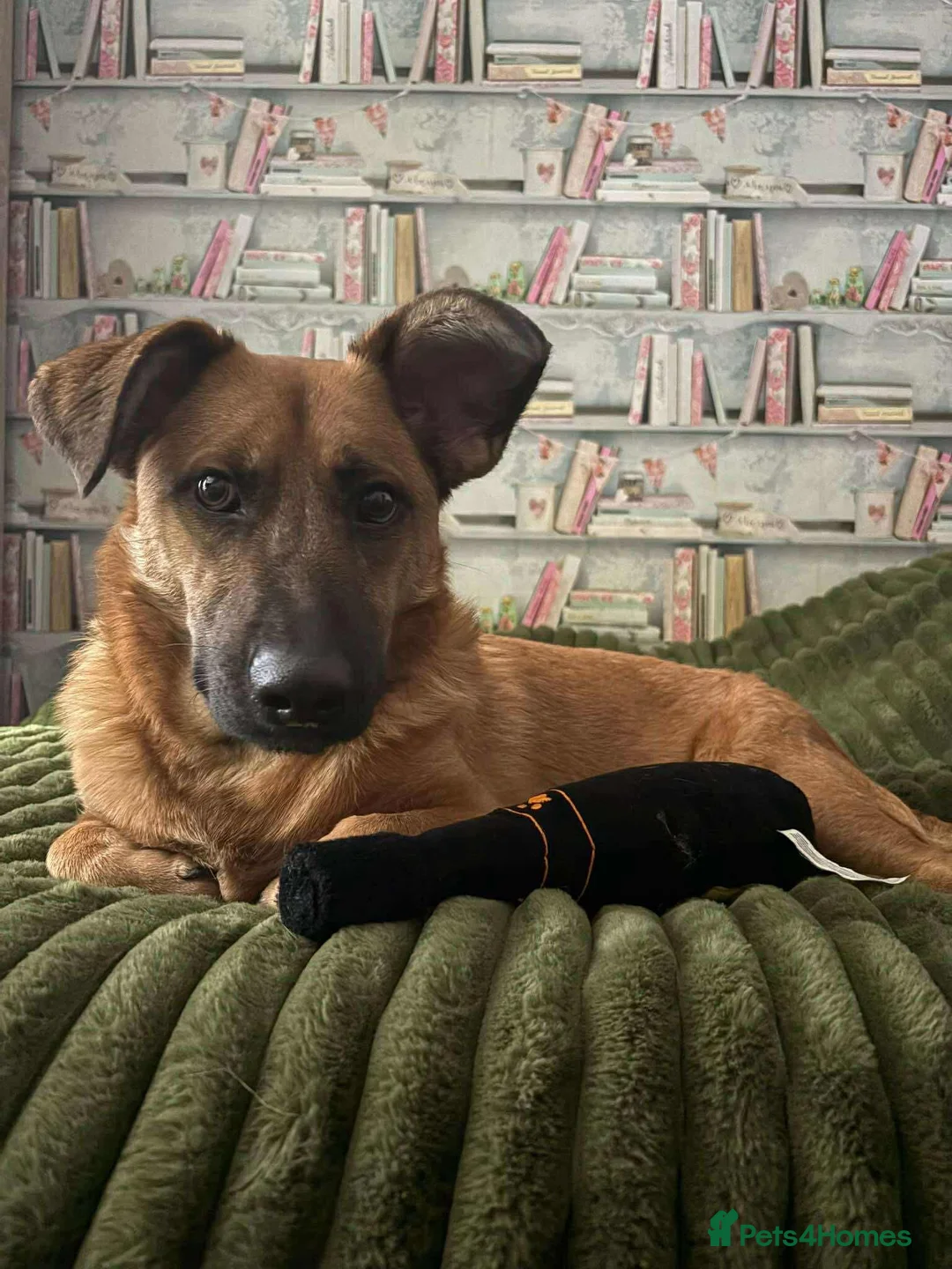 Mixed Breed dogs for adoption: Mario seeking forever home  - Advert 1