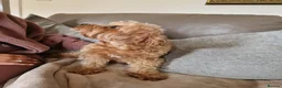Cavapoo dogs for sale: 7 Beautiful Deep Red Cavapoo Puppies - Advert 21