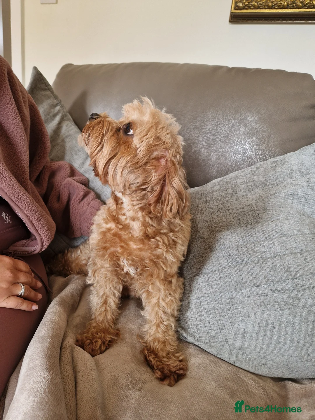 Cavapoo dogs for sale: 7 Beautiful Deep Red Cavapoo Puppies - Advert 21