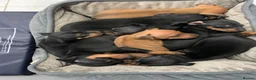 Miniature Pinscher dogs for sale:  Beautiful Purebred Miniature Pinscher Puppies  in Wakefield - Advert 20