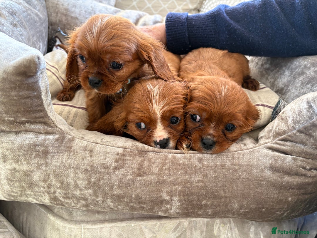 Cavalier King Charles Spaniel dogs for sale: Cavalier King Charles pups  - Advert 14
