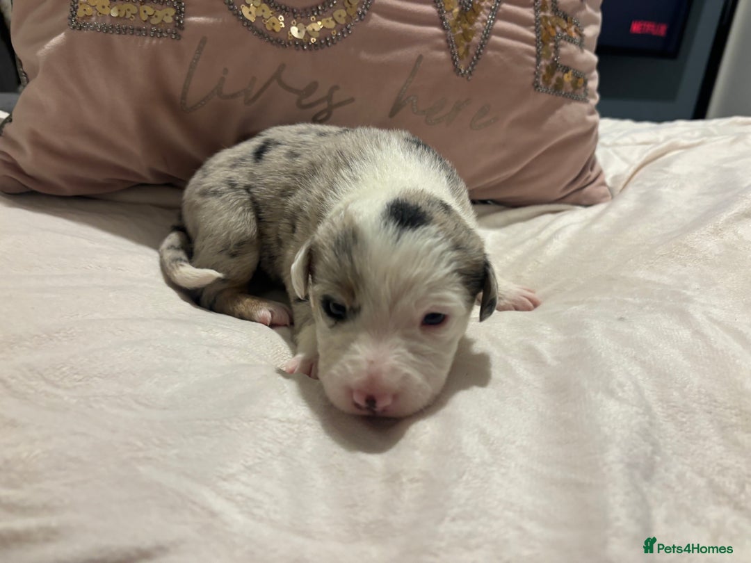 Border Collie dogs for sale: Border collie puppy’s ready to reserve  - Image 37