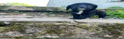 Cocker Spaniel dogs for sale: Cocker spaniel puppy’s  - Advert 5