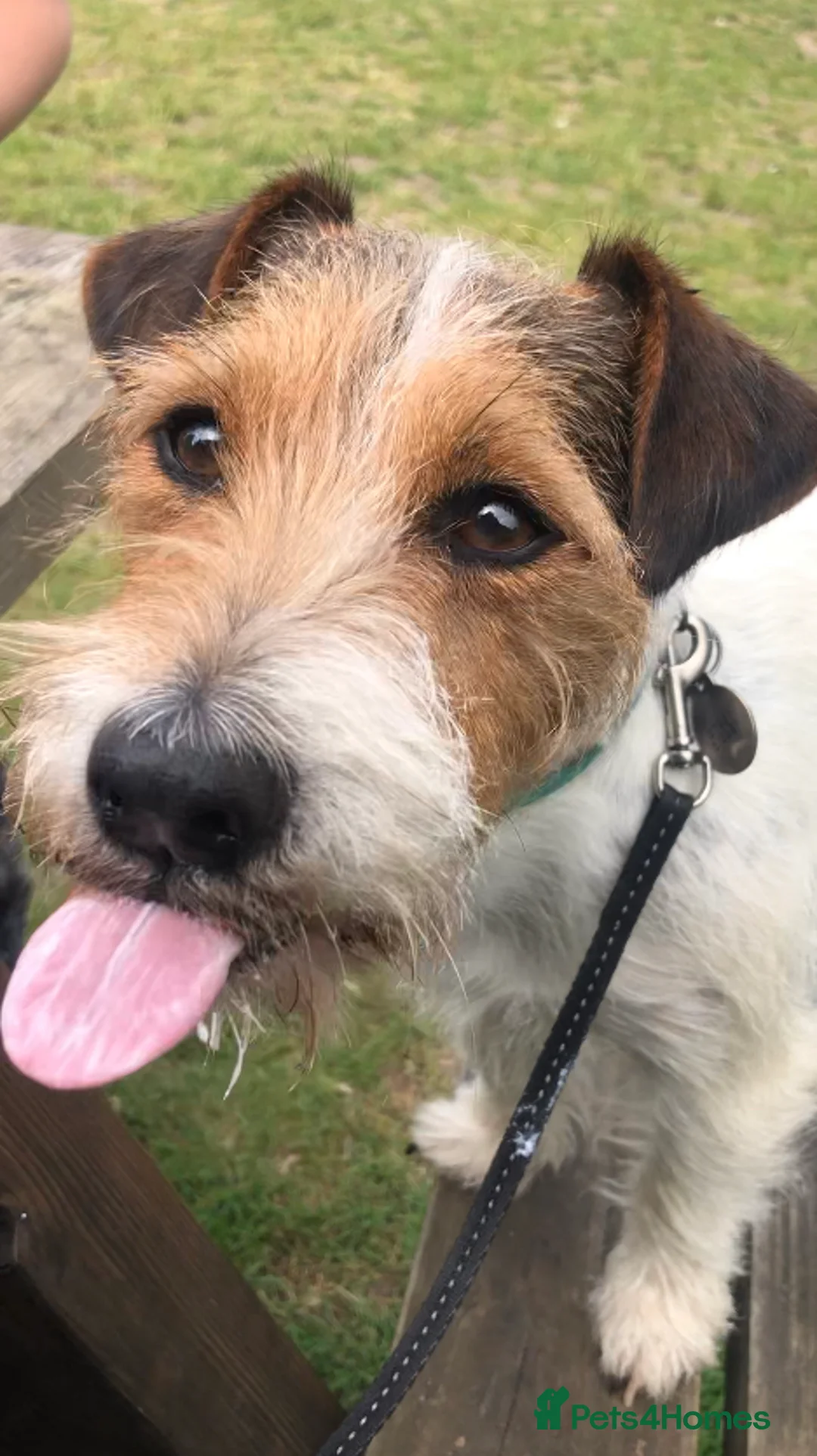 Jack Russell dogs for stud: Jack Russell for Stud in Ipswich - Advert 9