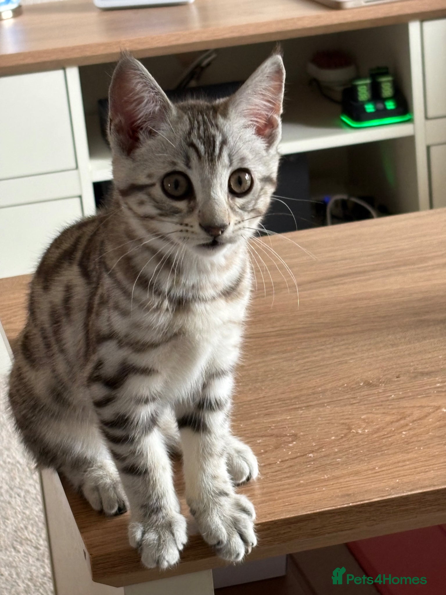 Mixed Breed cats Maine Coon x Bengal Kitten - Advert 19