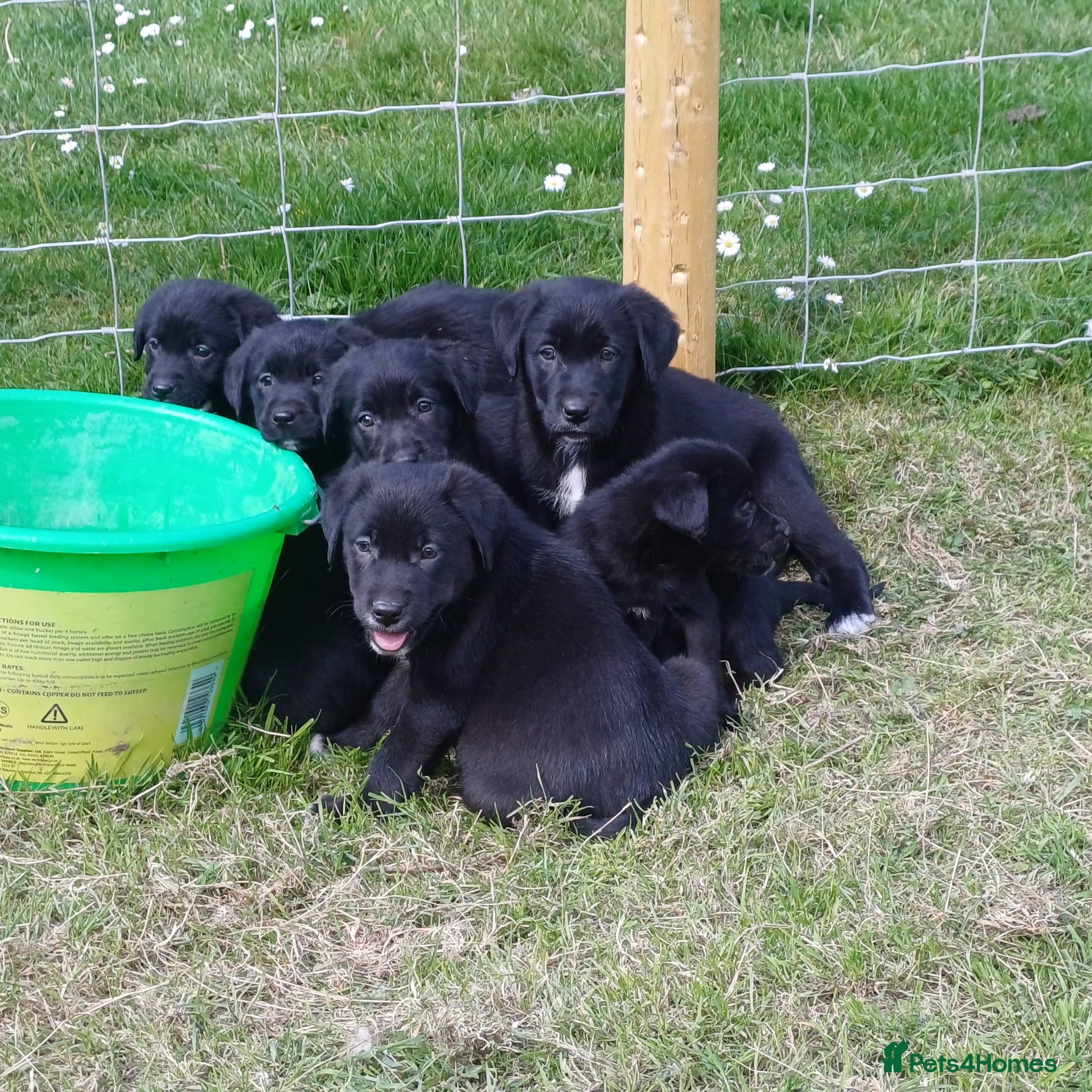 Borador dogs Beautiful, playful borador puppies - Advert 1