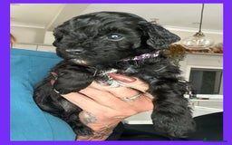 Cavapoo dogs for sale: F1 TOY CAVAPOOS ‘ONYX’ HEALTH TESTED - Image 6