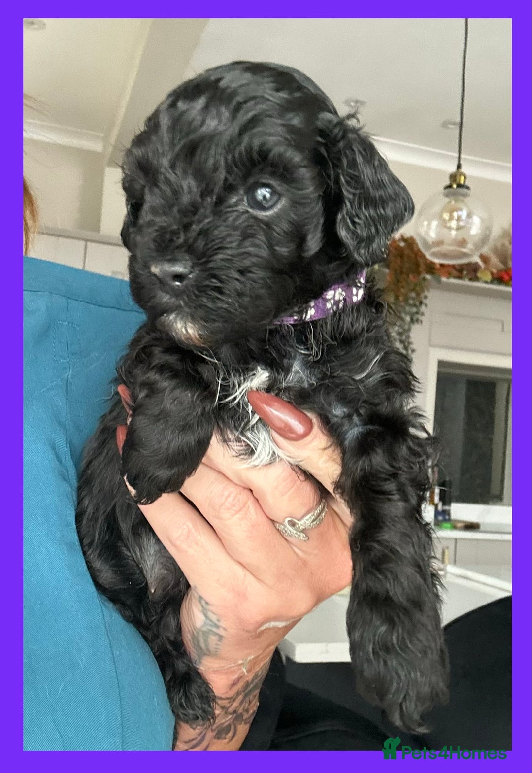 Cavapoo dogs for sale: F1 TOY CAVAPOOS ‘ONYX’ HEALTH TESTED - Image 6