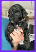 Cavapoo dogs - Advert 15