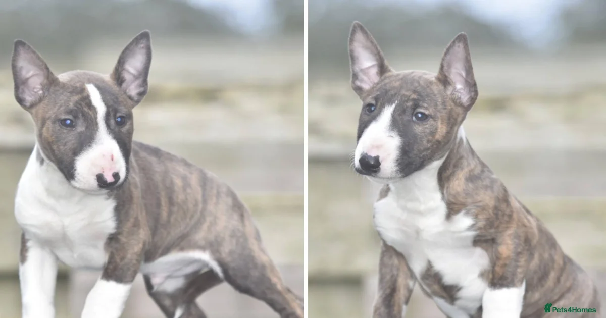 Bull Miniature Bull terrier Puppies for sale | Pets4Homes