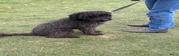 Cockapoo dogs for sale: Wilson – Cockapoo for Sale in Wigton - Advert 10
