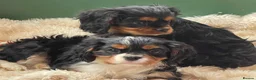 Cavalier King Charles Spaniel dogs for sale: Healthy DNA clear affectionate cuddly pups - Advert 3