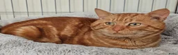 Mixed Breed cats for adoption: Handsome boy Ginger looking for forever home - Advert 1