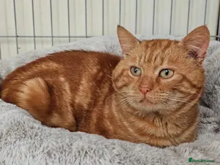 Mixed Breed cats Handsome boy Ginger looking for forever home - Advert 3