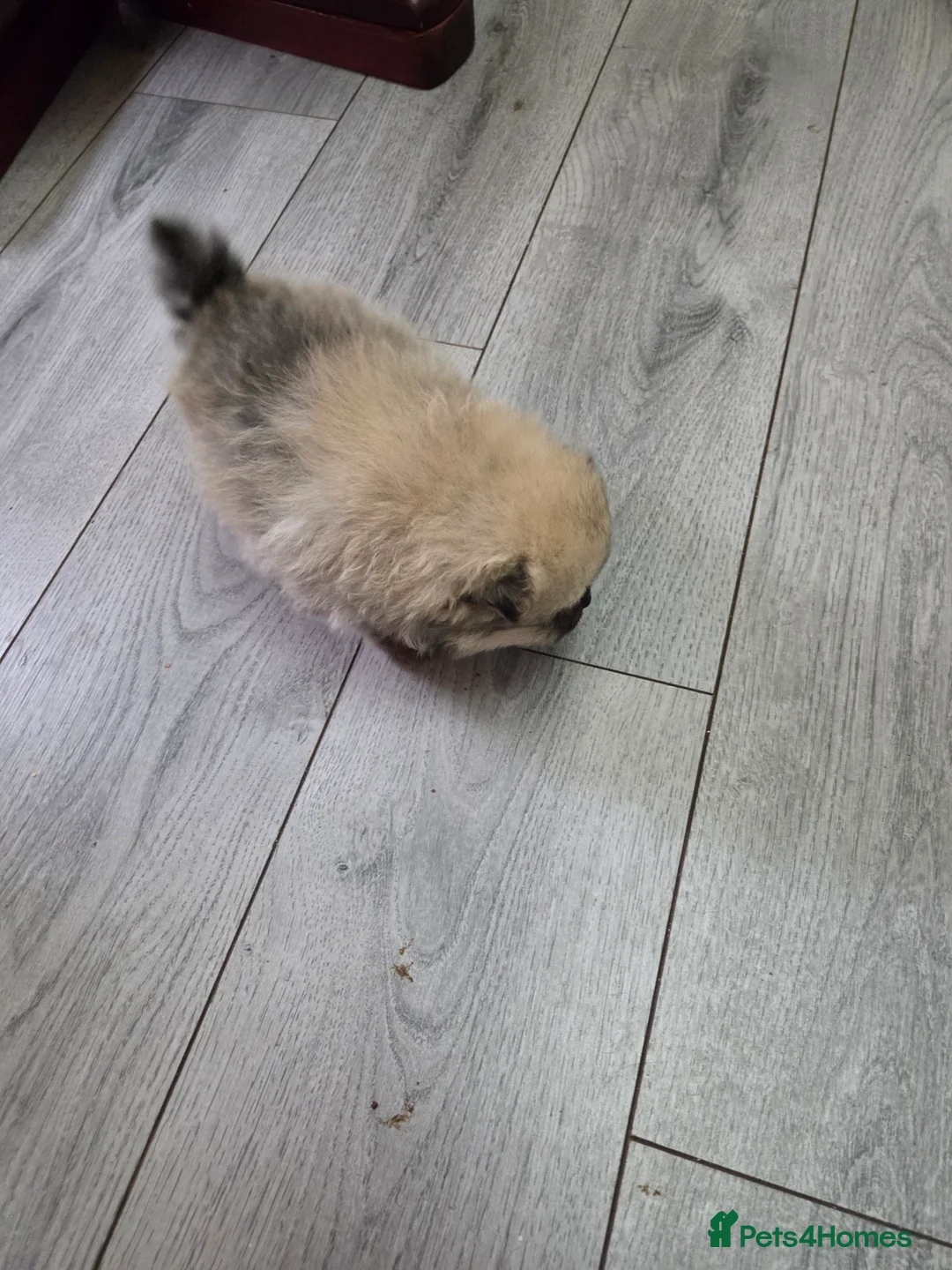 Pomeranian dogs for sale: Pomeranian puppies for sale 🐶🐾 - Advert 8