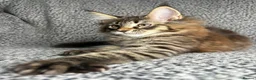 Maine Coon cats for sale: GCCF Maine Coon Kittens.  - Advert 10