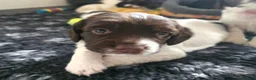 English Springer Spaniel dogs for sale: 💫Beautiful🐾KC💛 English Springer Spaniel Puppies - Advert 11