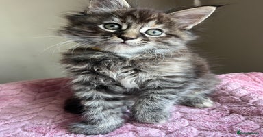 Maine Coon cats - Advert 9