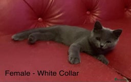 British Shorthair cats for sale: READY NOW. 3 Gorgeous Playful Affectionate BSH - Image 7