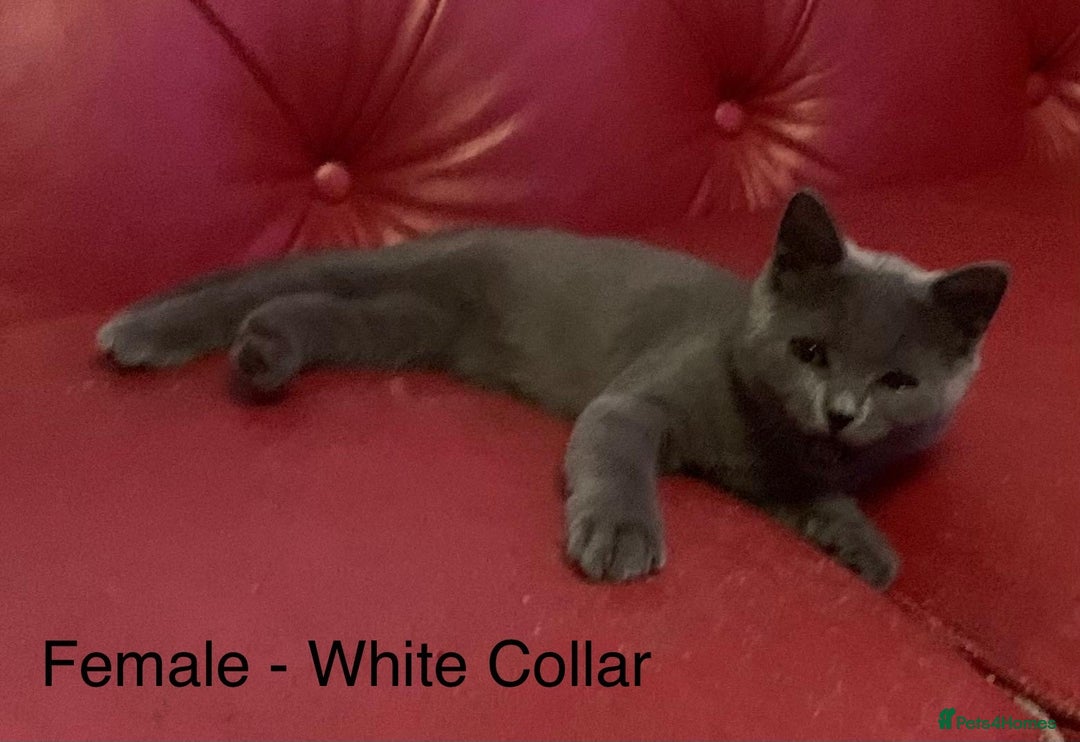 British Shorthair cats for sale: READY NOW. 3 Gorgeous Playful Affectionate BSH - Image 7