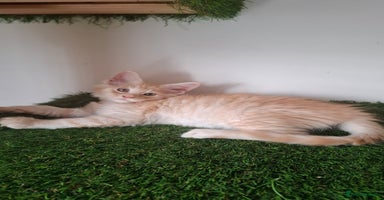 Maine Coon cats - Advert 6