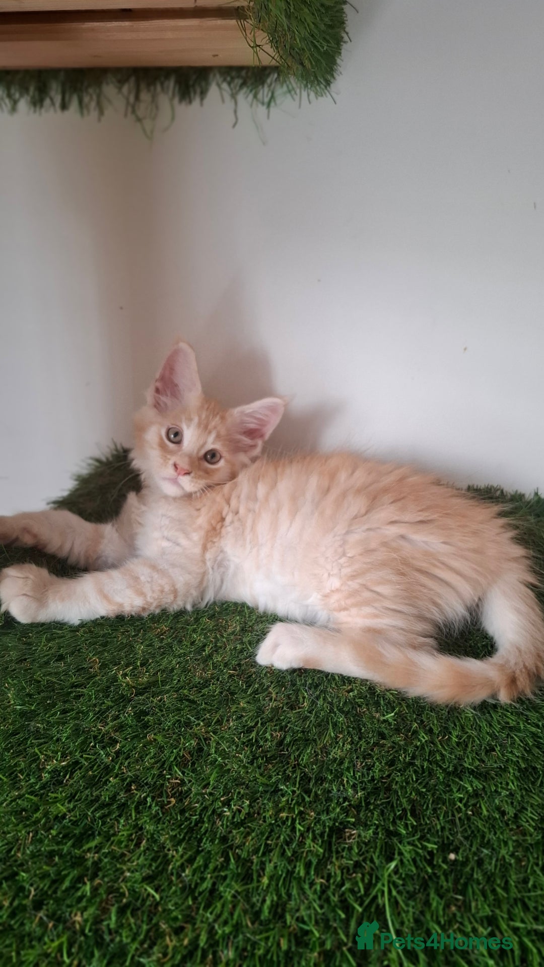 Maine Coon cats for sale: Pedigree Maine Coon kittens  - Image 3