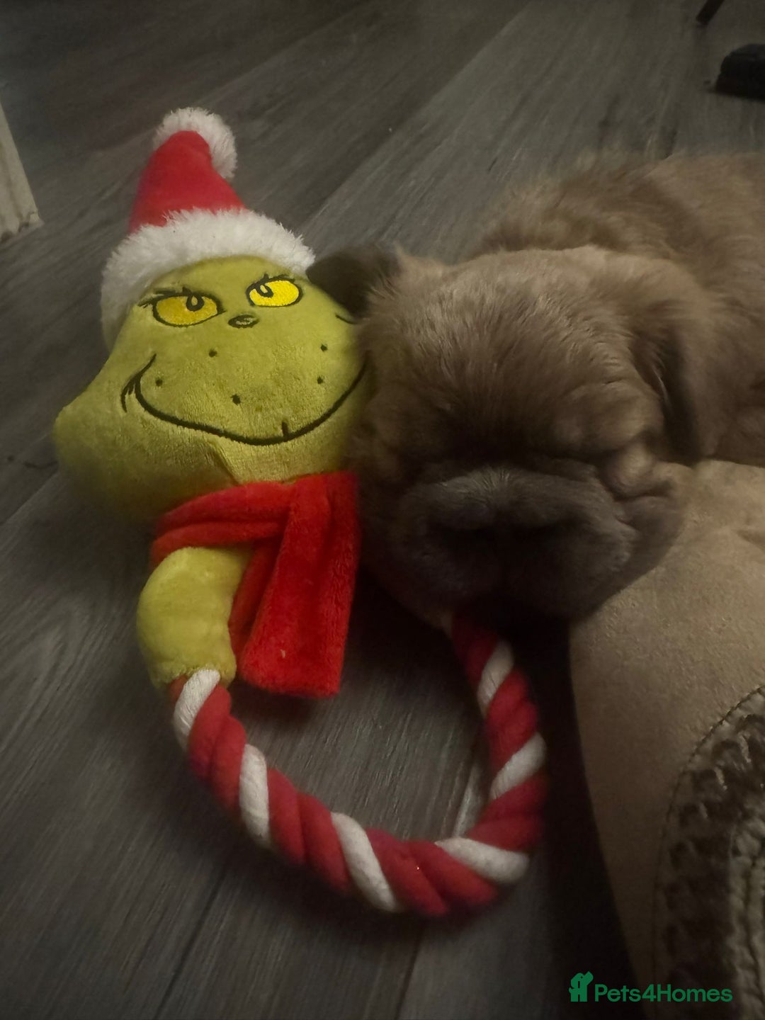 French Bulldog dogs for sale: Adorable fluffy frenchies ready for loving homes - Advert 10