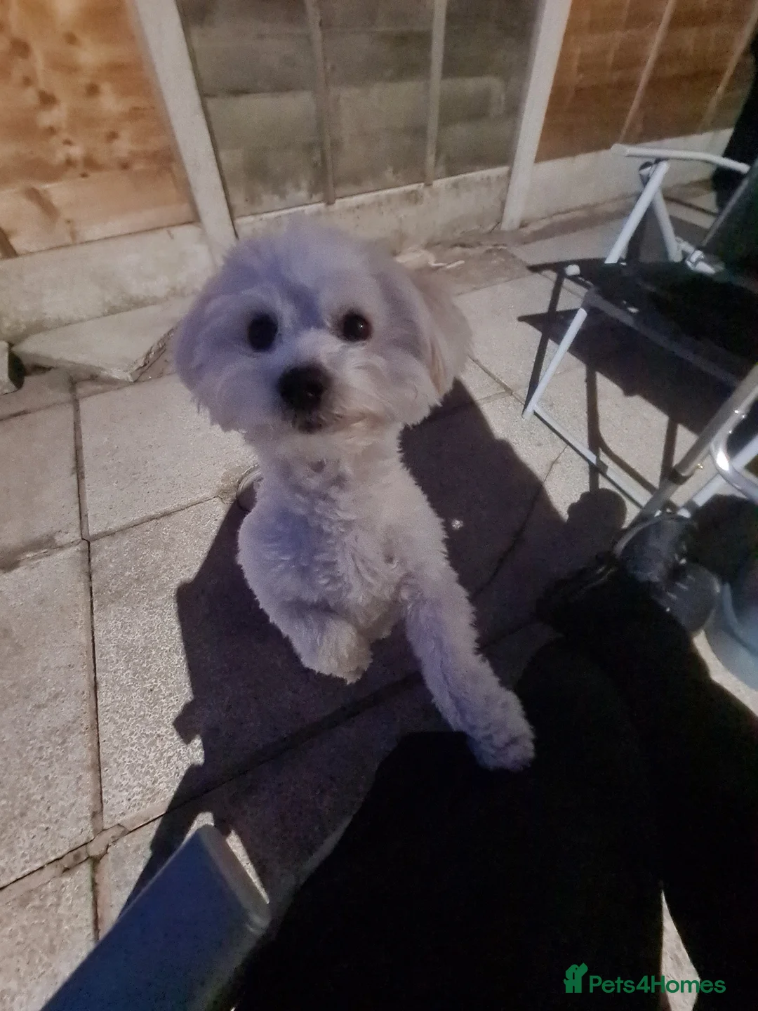 Bichon Frise dogs for stud: BichonFrise for stud - Advert 2