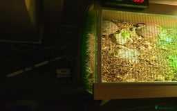 Tortoise reptiles for sale: Breeding pair of horse field tortoises with home - Image 6
