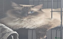 Ragcoon cats for sale: 2 Male kittens looking for forever homes  - Image 23