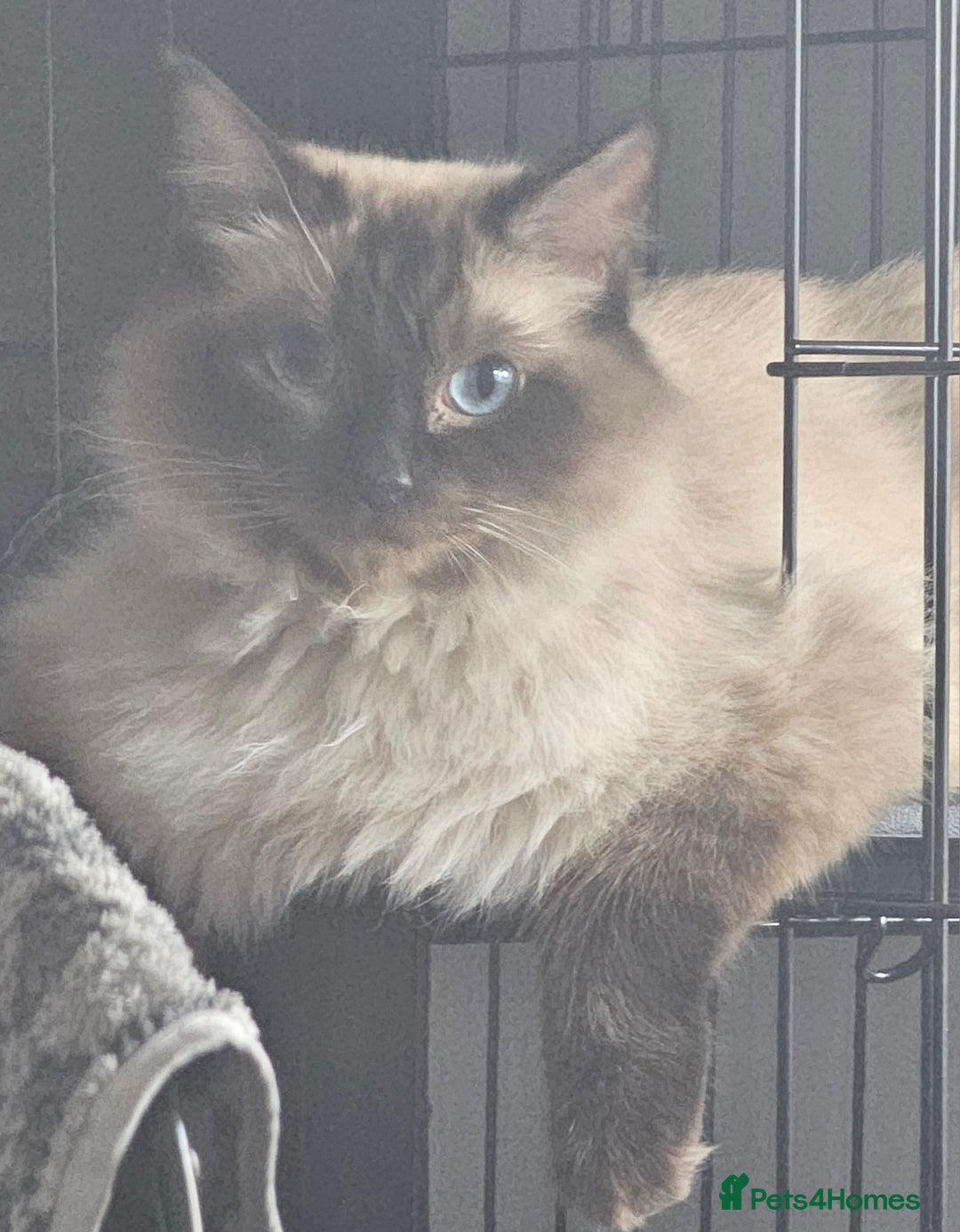 Ragcoon cats for sale: 2 Male kittens looking for forever homes  - Image 23