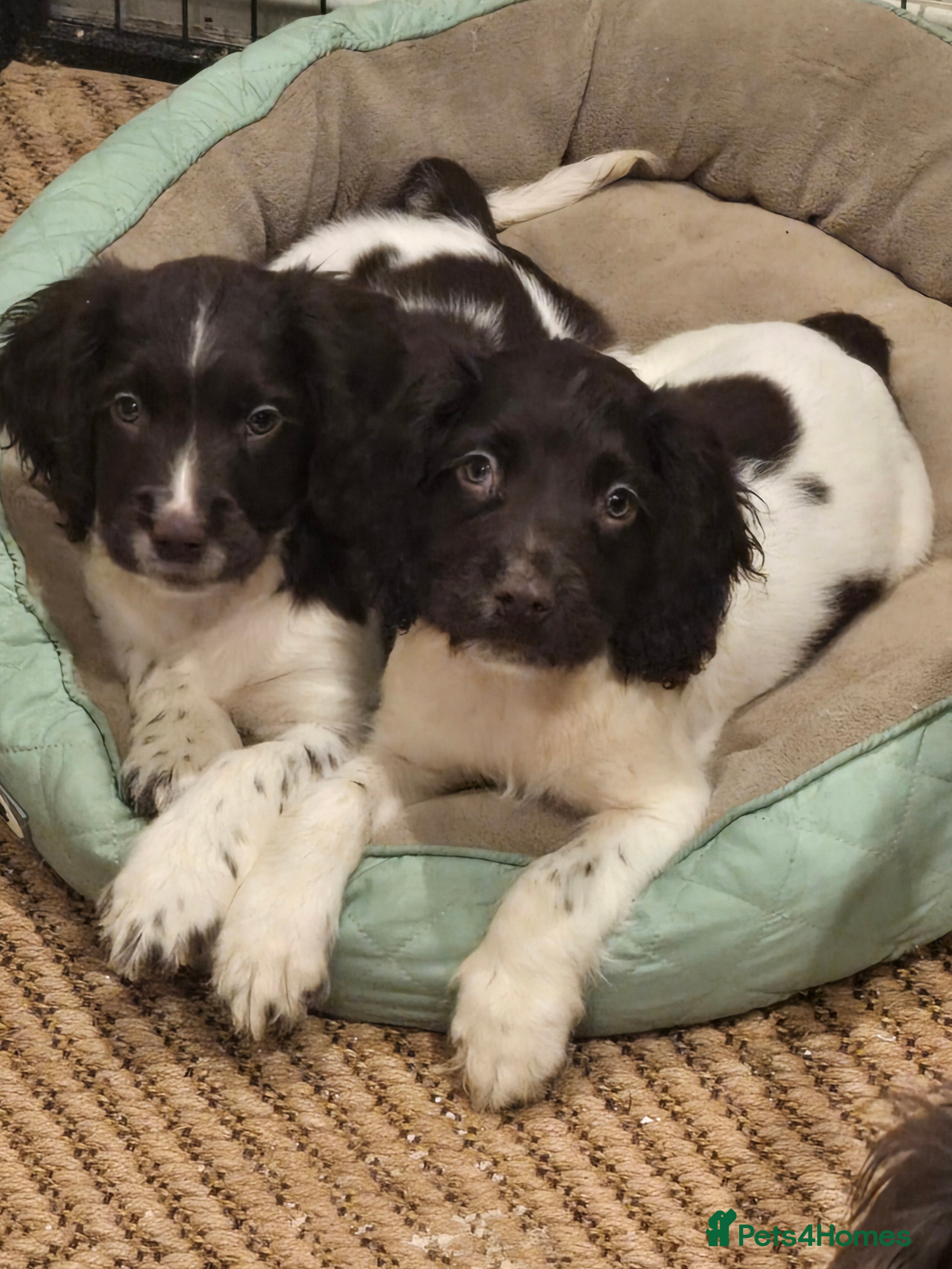 English Springer Spaniel dogs Ready Now: 2 RKC ESS Dogs - FTCh Sire - Advert 15