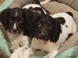 English Springer Spaniel dogs Ready Now: 2 RKC ESS Dogs - FTCh Sire - Advert 15