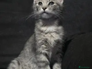 Mixed Breed cats GREY MIXED TABBY - only red boy left - Advert 16