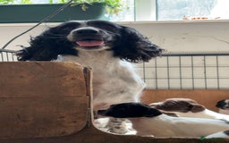 English Springer Spaniel dogs for sale: KC REG ENGLISH SPRINGER SPANIEL - Image 5