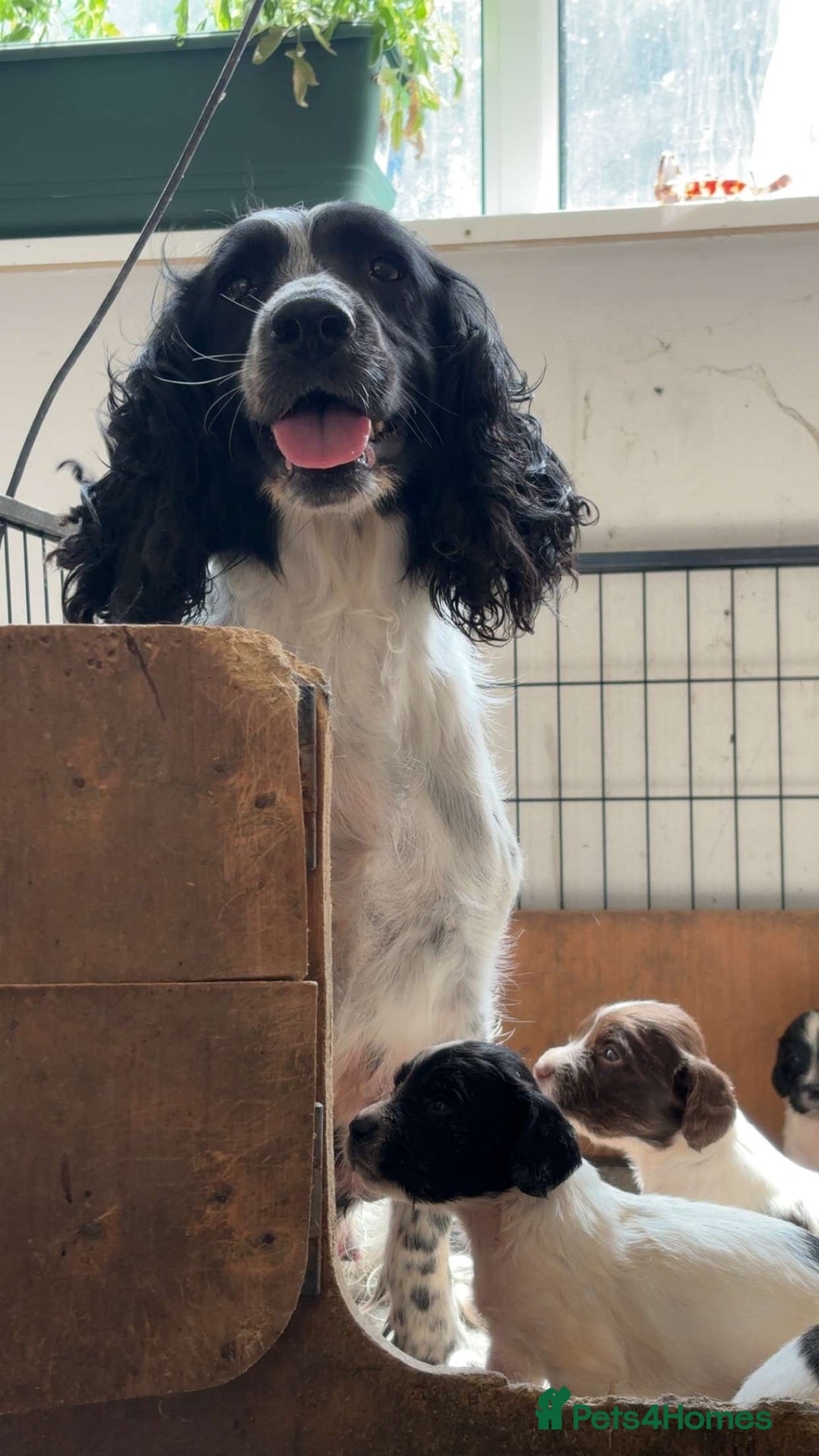 English Springer Spaniel dogs for sale: KC REG ENGLISH SPRINGER SPANIEL - Image 5