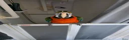 Macaws birds for sale: HARLEQUIN MACAW in Bolton - Advert 12