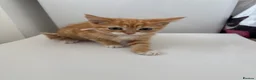 Domestic Shorthair cats for sale: Ginger kittens  - Advert 6