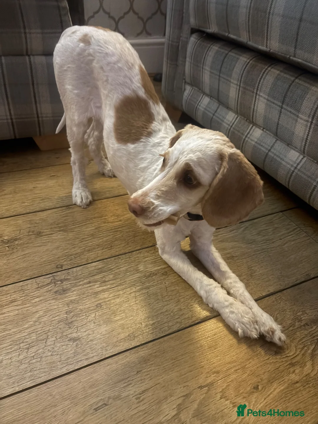 Mixed Breed dogs for sale: Cockerpoo Girl 6 Month Old F2b - Advert 3