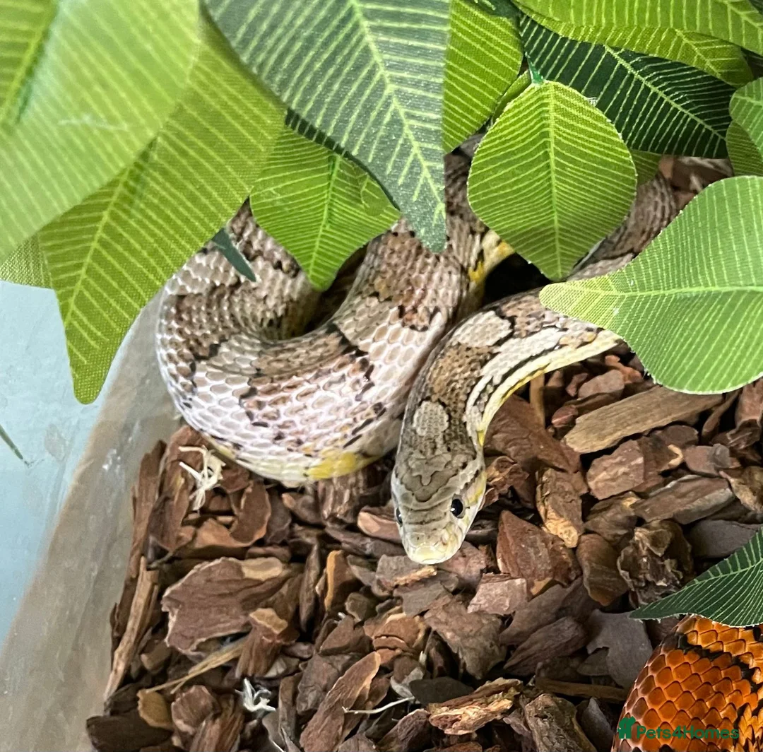 Corn Snake reptiles for sale: Two Corn Snakes & Enclosure in Newbury - Advert 4