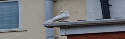 Pigeons birds for sale: White tumbler pigeons  - Advert 10