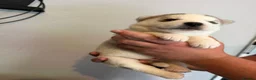 Siberian Husky dogs for sale: Siberian Husky  - Advert 5