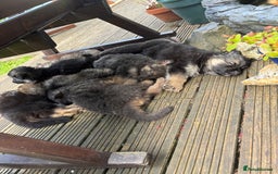 German Shepherd dogs for sale: 8 beautiful long haired German shepherd puppies  - Image 29