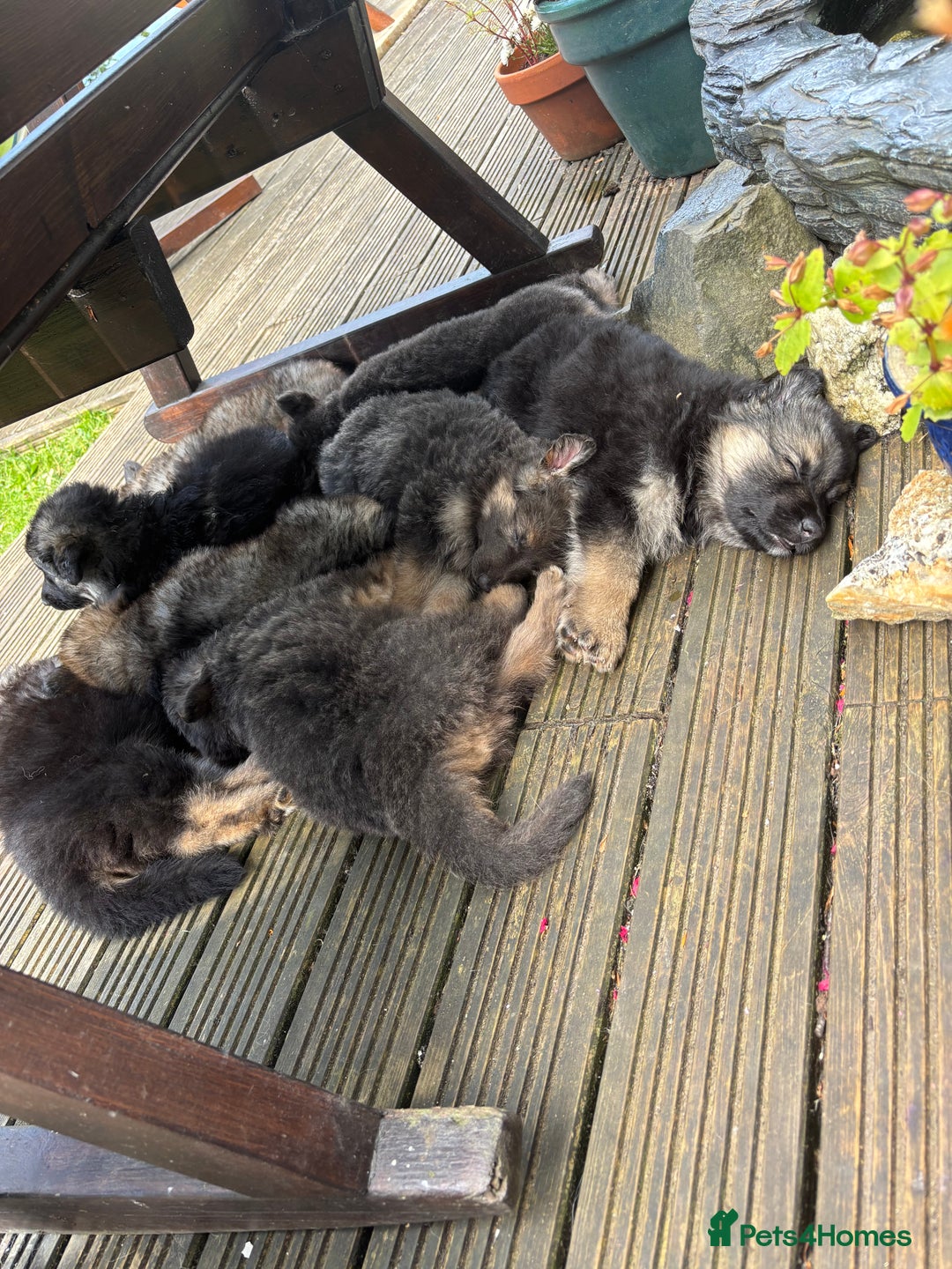 German Shepherd dogs for sale: 8 beautiful long haired German shepherd puppies  - Image 29