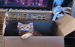 Maine Coon cats for sale: Male main coon - Image 8