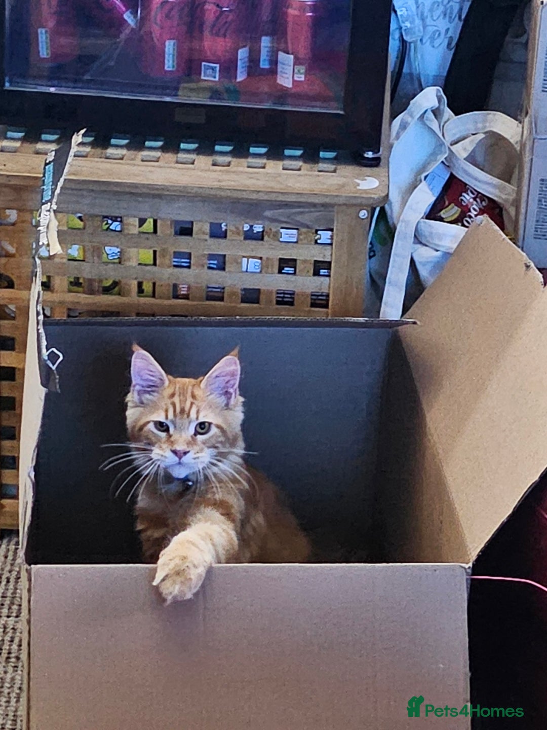 Maine Coon cats for sale: Male main coon - Image 8