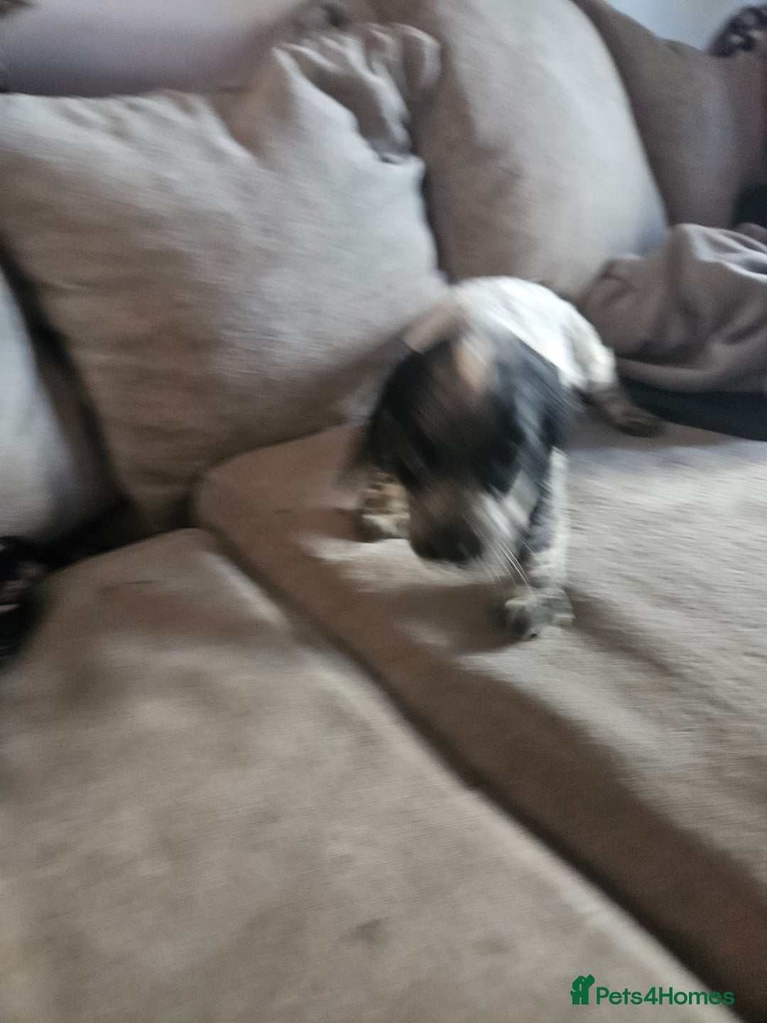 Cocker Spaniel dogs for sale: Beautiful cocker spaniel pups - Image 22