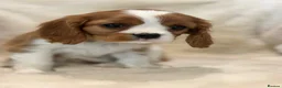 Cavalier King Charles Spaniel dogs for sale: Extensively health tested cavalier pups  - Advert 9